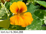 Цветок настурции (лат. Tropaeolum) крупным планом. Стоковое фото, фотограф Елена Коромыслова / Фотобанк Лори