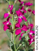 Маттиола двурогая, или левкой (лат. Matthiola bicornis) Стоковое фото, фотограф Елена Коромыслова / Фотобанк Лори