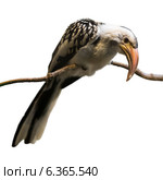 Hornbill. Стоковое фото, фотограф Яков Филимонов / Фотобанк Лори