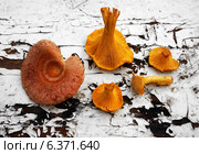 Осенние грибы - лисички (Chanterelle) и Волнушка (лат. Lactarius torminosus) на старой деревянной поверхности. Стоковое фото, фотограф ElenArt / Фотобанк Лори