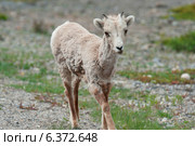 Bighorn sheep lamb (Ovis canadensis), Jasper National Park, Alberta, Canada. Стоковое фото, агентство Ingram Publishing / Фотобанк Лори