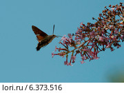 Hummingbird moth on a buddleia bush. Стоковое фото, агентство Ingram Publishing / Фотобанк Лори