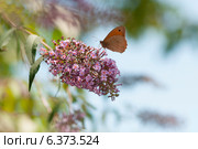 Butterfly on a buddleia bush. Стоковое фото, агентство Ingram Publishing / Фотобанк Лори