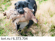 A hunting dog with two dead pheasants on the ground. Стоковое фото, агентство Ingram Publishing / Фотобанк Лори