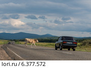 Корова мешает автомобильному движению. Редакционное фото, фотограф Антон Афанасьев / Фотобанк Лори