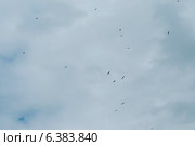 Birds flying on a cloudy day. Стоковое фото, агентство Ingram Publishing / Фотобанк Лори