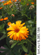Календула (лат. Calendula officinalis) Стоковое фото, фотограф Иван Карпов / Фотобанк Лори
