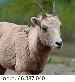 Female Bighorn sheep (Ovis canadensis), Jasper National Park, Alberta, Canada. Стоковое фото, агентство Ingram Publishing / Фотобанк Лори