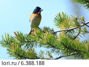 Юрок, Fringilla montifringilla, Brambling. Стоковое фото, фотограф Василий Вишневский / Фотобанк Лори