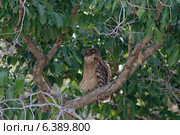 Brown fish owl resting. Стоковое фото, агентство Ingram Publishing / Фотобанк Лори
