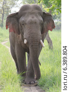 Asian elephant bull in rut. Стоковое фото, агентство Ingram Publishing / Фотобанк Лори