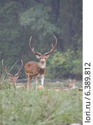 Chital deer in rain. Стоковое фото, агентство Ingram Publishing / Фотобанк Лори