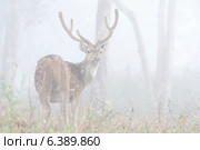 Chital stag in velvet in misty conditions. Стоковое фото, агентство Ingram Publishing / Фотобанк Лори
