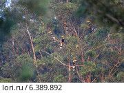 Great hornbills roosting at evening time. Стоковое фото, агентство Ingram Publishing / Фотобанк Лори