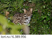 Leopard cat sitting in the undergrowth. Стоковое фото, агентство Ingram Publishing / Фотобанк Лори