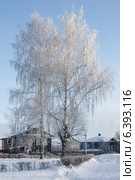 Береза, запорошенная снегом в деревне (2010 год). Стоковое фото, фотограф Александр Антонников / Фотобанк Лори