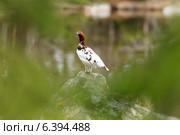 Куропатка белая, Lagopus lagopus, Willow ptarmigan. Стоковое фото, фотограф Василий Вишневский / Фотобанк Лори