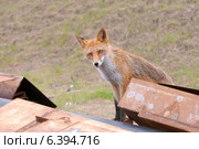 Любопытный мокрый, худой и голодный лис (Vulpes vulpes) выглядывает из-за швейлеров, Владивосток. Стоковое фото, фотограф Некрасов Андрей / Фотобанк Лори