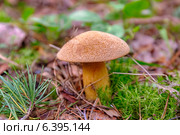 Xerocomus subtomentosus, гриб на зелёном мху. Стоковое фото, фотограф Argument / Фотобанк Лори