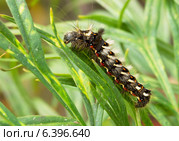 Гусеница стрельчатка щавелевая (Acronicta rumicis) Стоковое фото, фотограф Галина Савина / Фотобанк Лори