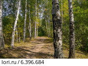 Ранняя осень в лесу. Стоковое фото, фотограф Аркадий Рыпин / Фотобанк Лори