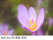 Розовый цветок Зефирантес. Стоковое фото, фотограф Elena Odareeva / Фотобанк Лори