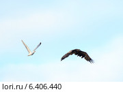 Орлан-белохвост, Haliaeetus albicilla. Стоковое фото, фотограф Василий Вишневский / Фотобанк Лори