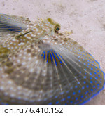 Closeup of a Flying Gurnard (Dactylopterus volitans) underwater, Utila Island, Bay Islands, Honduras. Стоковое фото, агентство Ingram Publishing / Фотобанк Лори