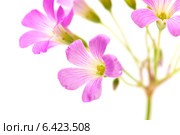 Розовые цветы Oxalis corymbosa (Кислица щитковидная) Стоковое фото, фотограф Tamara Kulikova / Фотобанк Лори