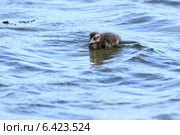Гага обыкновенная, Somateria molissima, Common Eider. Стоковое фото, фотограф Василий Вишневский / Фотобанк Лори