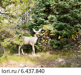 Малыш чернохвостого оленя (лат. Odocoileus hemionus) стоит у голубой елки в лесу и смотрит на фотографа (2014 год). Стоковое фото, фотограф Ирина Кожемякина / Фотобанк Лори