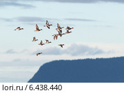Свиязь, Anas penelope, Eurasian Wigeon. Стоковое фото, фотограф Василий Вишневский / Фотобанк Лори