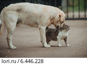 Собака нюхает кошку. Стоковое фото, фотограф Виктор Водолазький / Фотобанк Лори