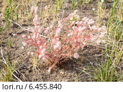Клевер пашенный. Trifolium arvense. Стоковое фото, фотограф Дудакова / Фотобанк Лори