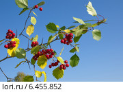 Боярышник обыкновенный  (лат. Crataegus laevigata) на фоне голубого неба. Стоковое фото, фотограф Елена Коромыслова / Фотобанк Лори