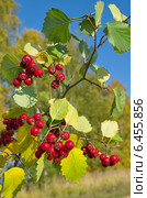 Боярышник обыкновенный  (лат. Crataegus laevigata) Стоковое фото, фотограф Елена Коромыслова / Фотобанк Лори