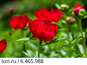 Красный пион Скарлет О`Хара (Paeonia) Стоковое фото, фотограф Ольга Сейфутдинова / Фотобанк Лори
