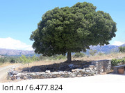 Дуб каменный (лат. Quercus ílex)— вечнозелёное дерево. Стоковое фото, фотограф Алексей Гусев / Фотобанк Лори