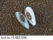 Раковина перловицы на песке. Стоковое фото, фотограф Владимир Федечкин / Фотобанк Лори