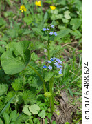 Брунера крупнолистная (лат. Brunnera) Стоковое фото, фотограф Елена Коромыслова / Фотобанк Лори