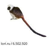 Cotton-top tamarin. Стоковое фото, фотограф Яков Филимонов / Фотобанк Лори