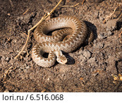 Обыкновенная гадюка (Vipera berus) в угрожающей позе. Стоковое фото, фотограф Ирина Кожемякина / Фотобанк Лори