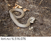 Обыкновенная гадюка (Vipera berus) в оборонительной позе. Стоковое фото, фотограф Ирина Кожемякина / Фотобанк Лори