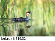 Луток, Mergus albellus, Mergellus albellus, Smew. Стоковое фото, фотограф Василий Вишневский / Фотобанк Лори