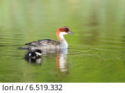 Луток, Mergus albellus, Mergellus albellus, Smew. Стоковое фото, фотограф Василий Вишневский / Фотобанк Лори