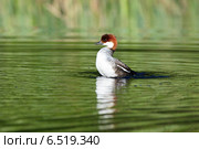Луток, Mergus albellus, Mergellus albellus, Smew. Стоковое фото, фотограф Василий Вишневский / Фотобанк Лори