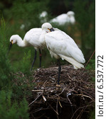 Eurasian Spoonbills. Стоковое фото, фотограф Яков Филимонов / Фотобанк Лори