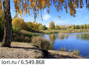 Осенний пейзаж - золотая береза у пруда. Стоковое фото, фотограф Светлана Ильева (Иванова) / Фотобанк Лори