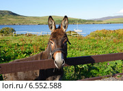 Осел в поле Коннемаре, графство Голуэй, Ирландия, Европа. Стоковое фото, фотограф Татьяна Кахилл / Фотобанк Лори