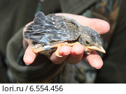 Дрозд-рябинник, Turdus pilaris, Fieldfare. Стоковое фото, фотограф Василий Вишневский / Фотобанк Лори